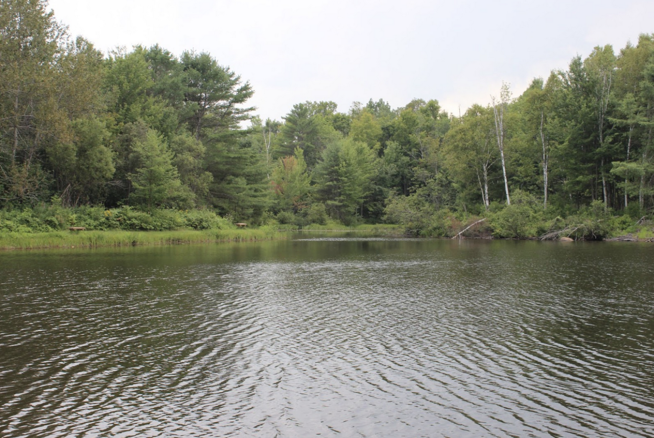A small pond is surrounded by deciduous trees in bloom. Water grasses and plants line the shore.